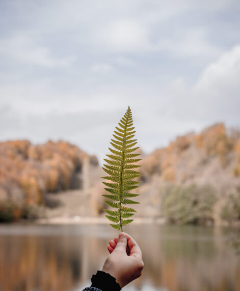 EnvisionVR Leaf